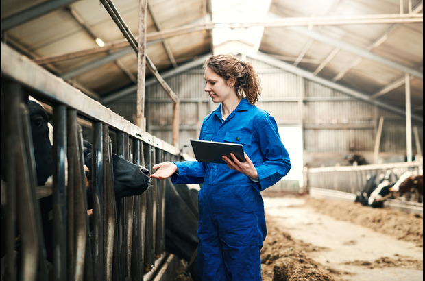 Female-carrying-out-survey-in-cattleshed