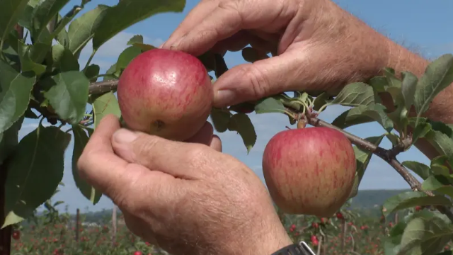 New Taste Of The West to champion regional food