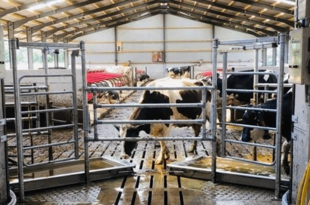 Photo of cows in a parlour