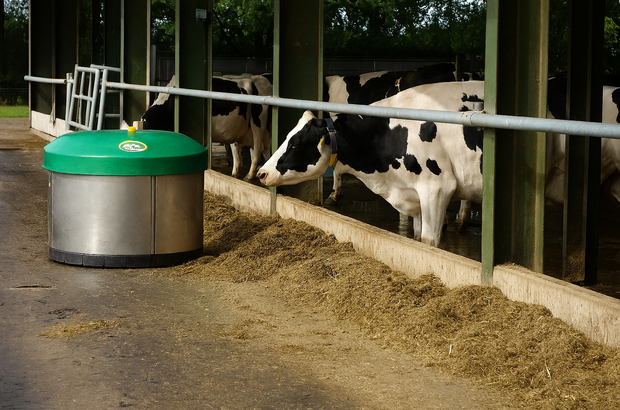 Photo of dairy cows in a shed (for Defra tech fund)