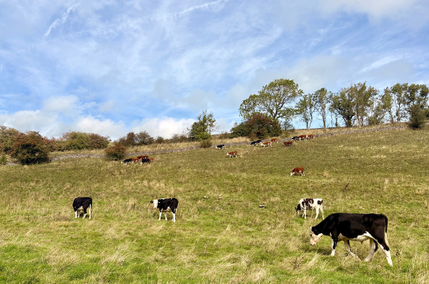 Image of cows grazing on upland fields
